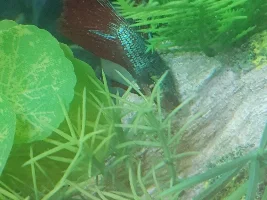 Betta looks very unwell.. help??