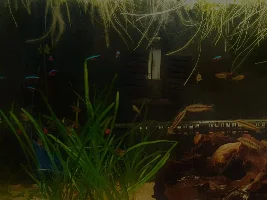 fluval or prime
