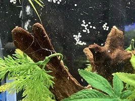 My Cories Are Spawning Everywhere!