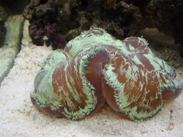 19 Gallon Nano Diary - New Corals And Fish Etc