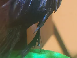 Help with Betta Illness!