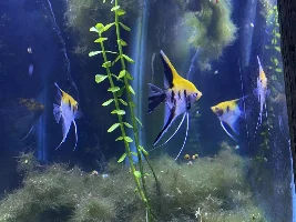 Calico Angels Coloring