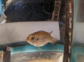 Jewel cichlid with protruding gill