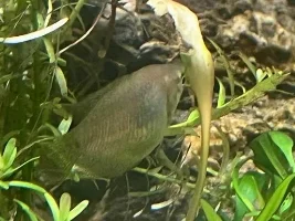 Need Help Diagnosing Fish Health Issues in My 75g Community