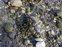 Puget Sound Biotope
