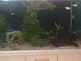 New Tank