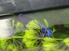 Lathargic Betta. Staying on top and not moving.