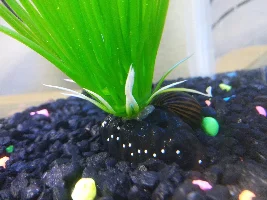 Are these Nerite Snails Eggs?