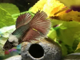 Is this fin rot?? Or something else? PLEASE HELP.