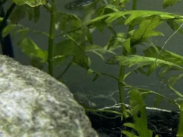 Zebra Danio bent fin and Dwarf Gourami strange behavior