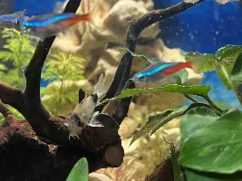 Why are my fish dying