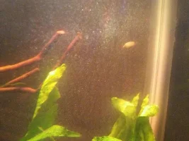 My planted freshwater journal/update thread
