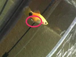 White String Coming From Fish