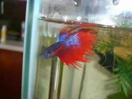 I got me a new Betta :)
