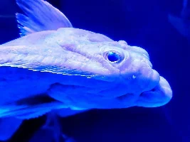 Ripley's Aquarium of Canada 2025