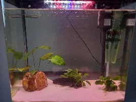 22 gallon Small river based aquarium journal.