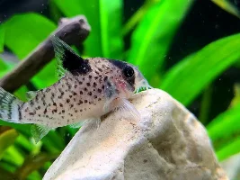 Cories, lots of cories.