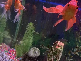 Work Tank advice