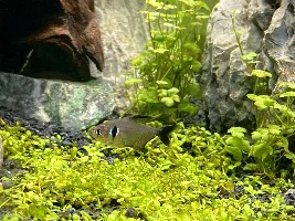 Black phantom tetra turning red?
