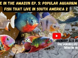 Aqua Alex LIVE,