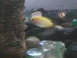 Honey Gourami Gender?