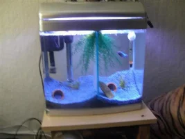 Another Devided Tank