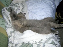 Josie the Pussy Cat