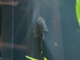 Names for my BB Pleco baby