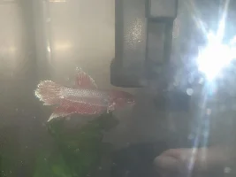 I impulse bought a sad betta...