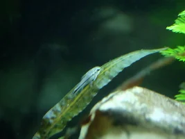 Help! My cories spawned! What do I do??