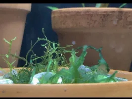 Gooey Java Moss in a fry tank