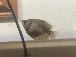 Female gourami
