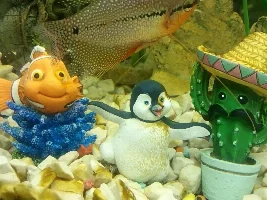 Whats happened to my pearl gourami?