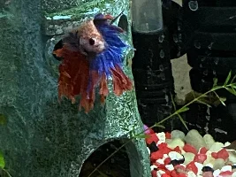 Share your bettas