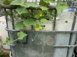 Anyone else raising fish for food??? Now with pictures of the Harvest!
