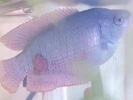 Gourami...disease or injury?