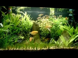 planted 30g tank