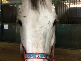 Sister's Horse
