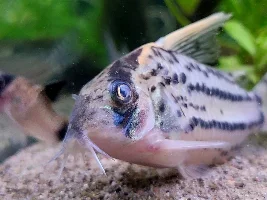 Hand Sanitisers & Aquariums?