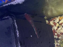 Female betta behind filter