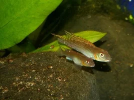 A gift from Nanochromis splendens - one of the dwarfest dwarf Cichlids.