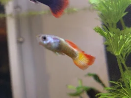 New guppy fin rot?