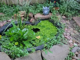 Evening by the pond