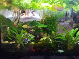 Mysterious cause of stressed fish-HELP!!!
