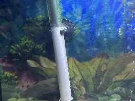 What is this algae and how do I get rid of it?
