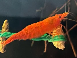 Fat Cherry !