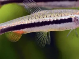 Another 'new' Nannostomus