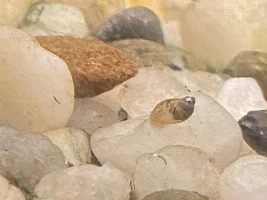 Tiny Brown Snail???
