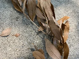 Cheaper alternative to Indian almond leaves?