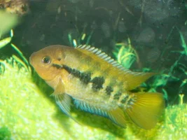 Breeding Mollies